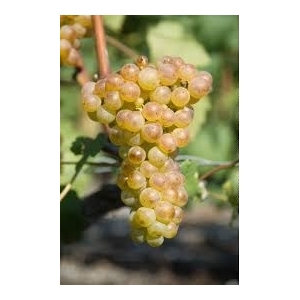 Raisin: chasselas blanc en 500g