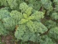 Chou kale