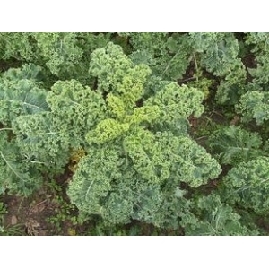 Chou kale