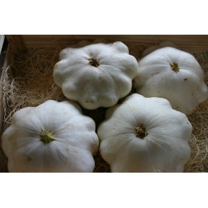 Patisson (récolte 2020 )