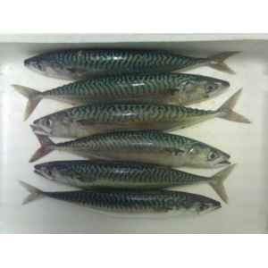 Maquereau moyen 1kg (de 110 gr à 200 gr pièce environ)