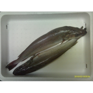 Merlu 1kg (de 200 gr à 500 gr pièce)