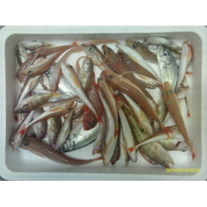 Poisson pour la soupe 1 kg (grondin, serran, cépole, etc...)