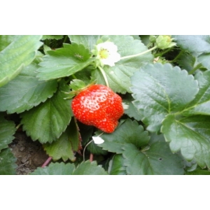 Fraises ( n et p )