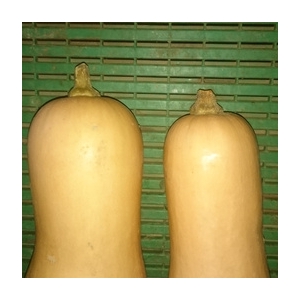 Courge butternut à la pièce