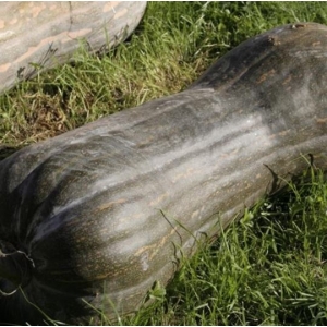 Courge pleine de naples- à la coupe (au kilo)