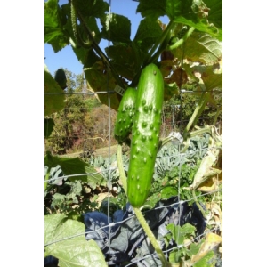 Concombre 'le généreux' ( n et p )