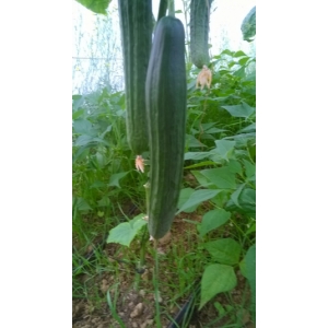 Concombre de serre diapason f1