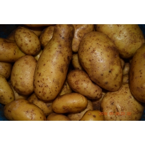 Pommes de terre allians