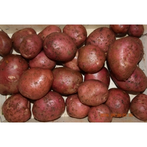 Pommes de terre dalida