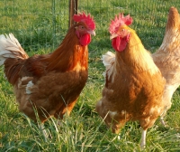 1 poulet prêt à cuir 3kg