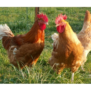 1 poulet prêt à cuir 1.8kg