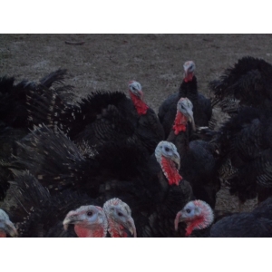 Dinde fermière 5,5 a6 kg prête à cuire