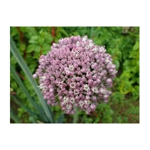 Fleur de poireau bio