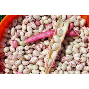 Haricot en grain coco de prague