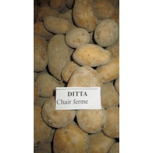 Pomme de terre ditta