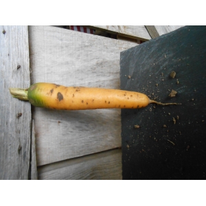 Carotte jaune