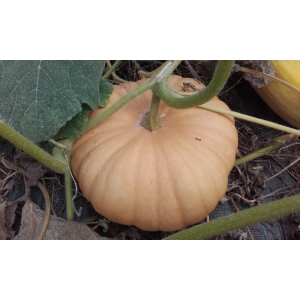 Courge musquée tancheese bio