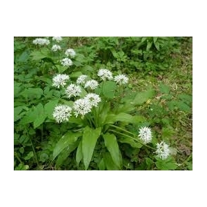 Aromate ail des ours