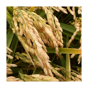 Riz 1/2 complet bio igp riz de camargue 5 kg
