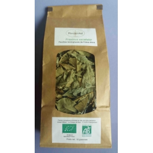 Frêne feuilles date dépassée