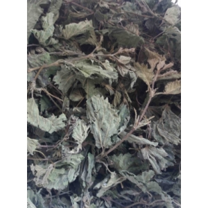 Ortie jeunes pousses feuillues