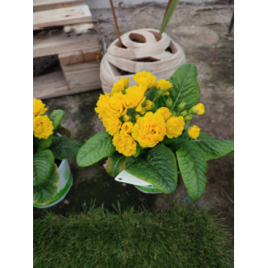 Primevere fleurs double jaune