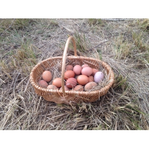 Oeufs extra frais biologique