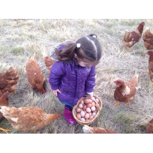 Oeufs extra frais biologique