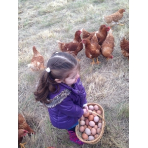 Oeufs extra frais biologique