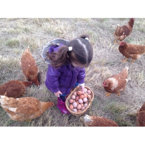 Oeufs extra frais biologique