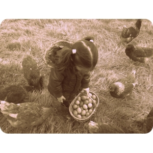 Oeufs extra frais biologique