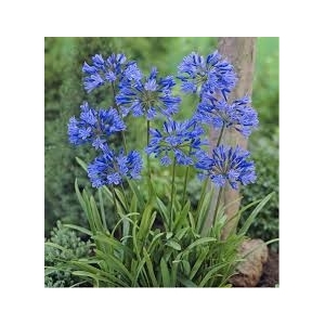 Agapanthe bleu en pot de 3l