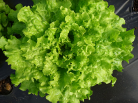 Salade batavia verte