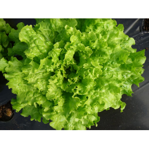 Salade batavia verte