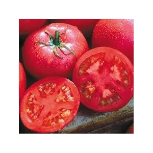 Plant de tomate eva's purple ball