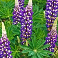 Lupin à fleurs bleu en pot de 3l
