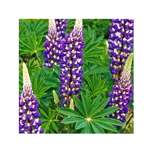 Lupin à fleurs bleu en pot de 3l