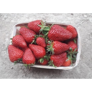 Fraises cléry ab
