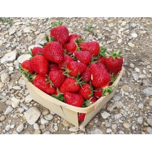 Fraises cléry ab
