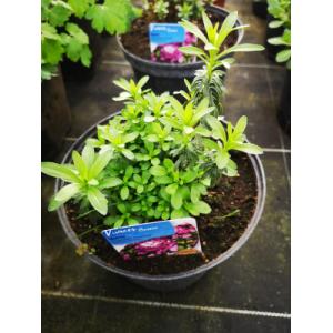 Ibéris amethyste pot 3 l