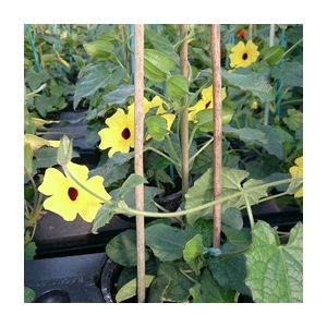 Suzanne aux yeux jaune