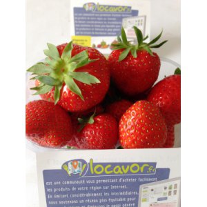 2 charlottes + 1 mariguette. soit 3 barquettes de fraises