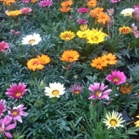 Gazania coloré