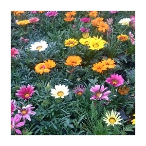 Gazania coloré