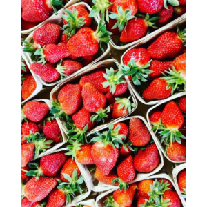 Fraise bio