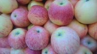 Pomme gala bio