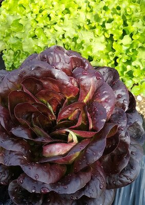 Salade laitue barlach rouge