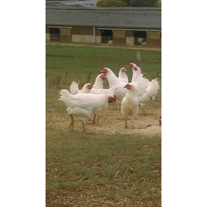 1 cuisse de poulet 380g-420g