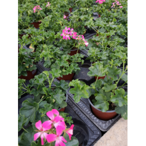 Géranium lierre à fleurs rose fluo